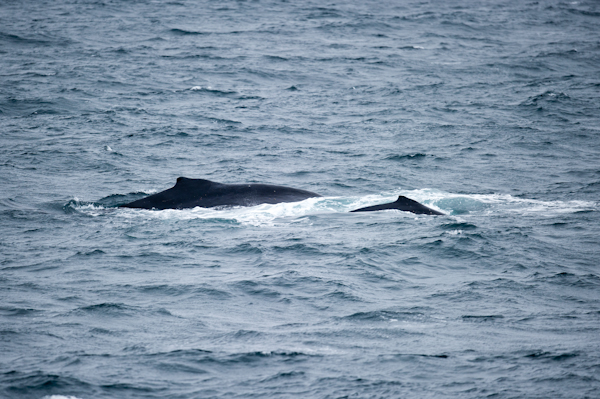 RYALE_Antarctica_Whales-12