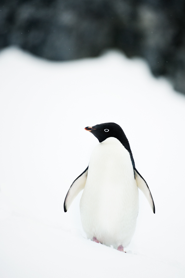 RYALE_Antarctica_Penguins-27