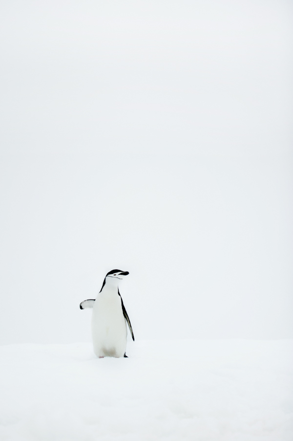 RYALE_Antarctica_Penguins-33