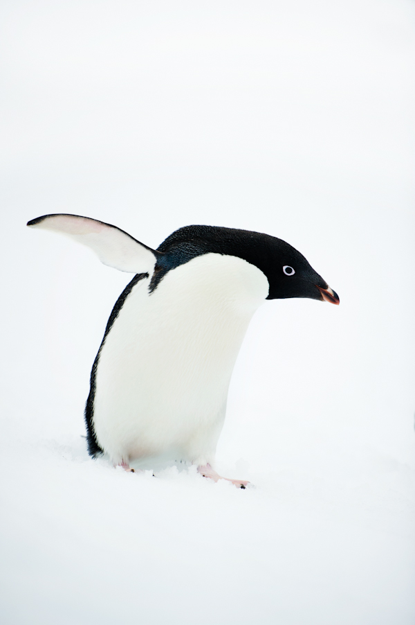 RYALE_Antarctica_Penguins-30