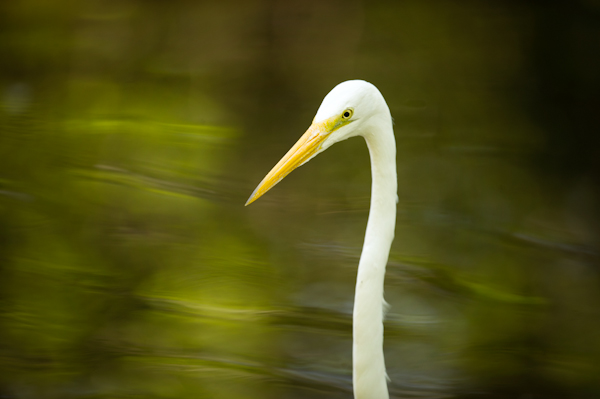 RYALE_Everglades-057