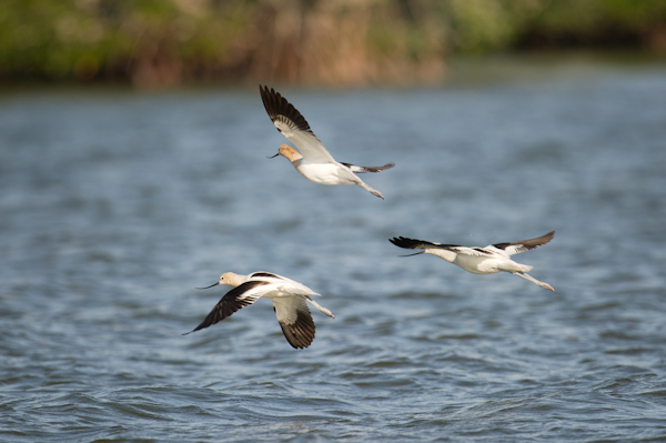 RYALE_Everglades-106